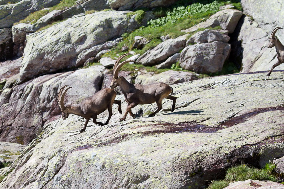 steinbock_005