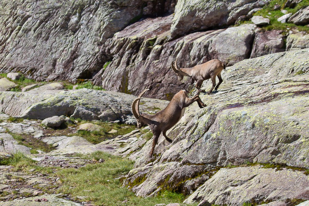 steinbock_006