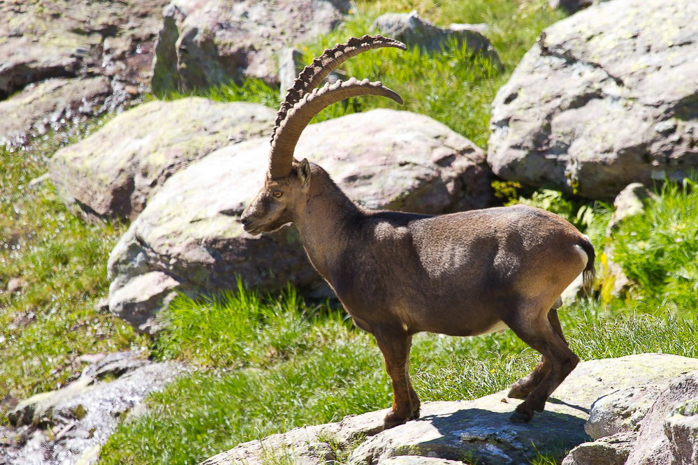 steinbock_008