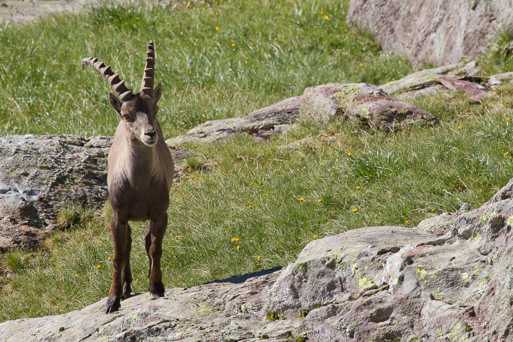 steinbock_009