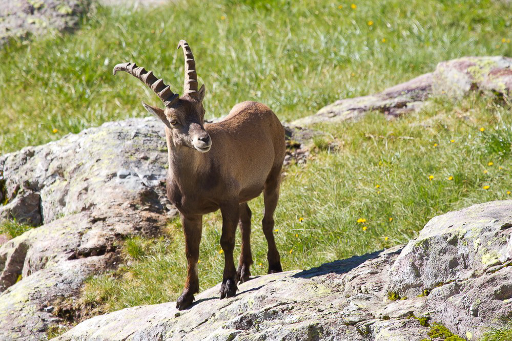 steinbock_011