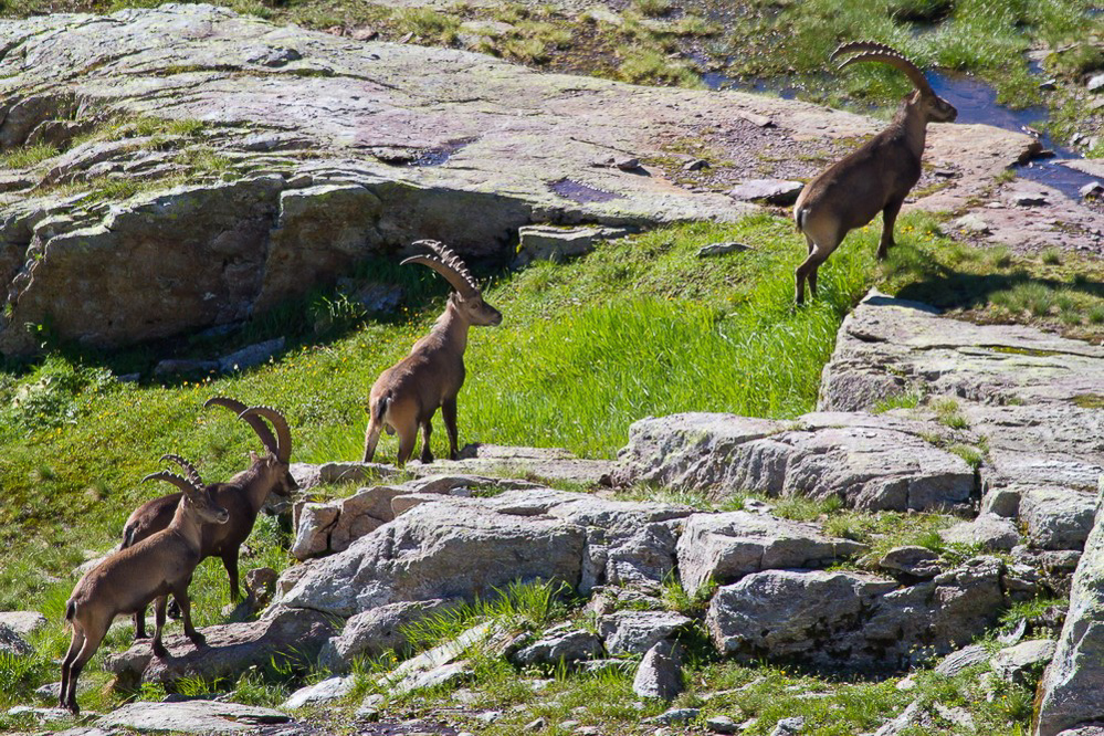 steinbock_013