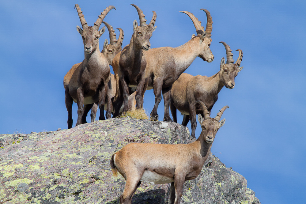 Gufelstock - 008 - Gruppenbild