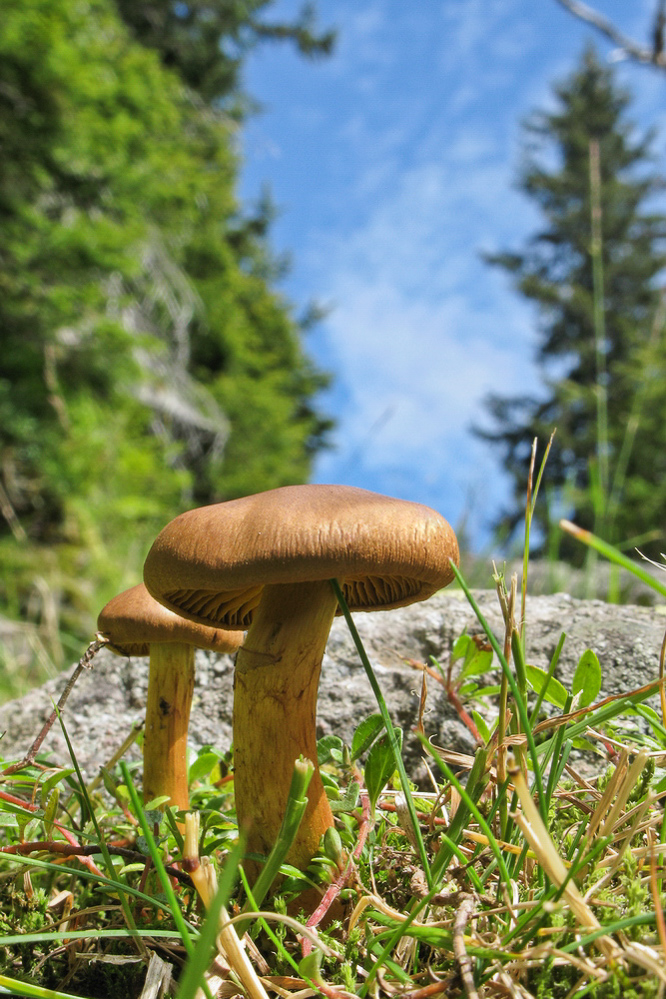 Gufelstock - 027 - Pilz