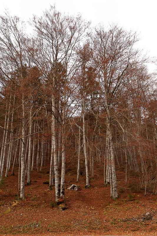 Herbst-11 - 015 - Braun