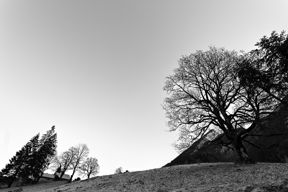 Herbst-11 - 025 - Schräge Bäume