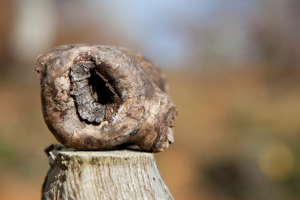 Herbst-11 - 035 - Holzkopf