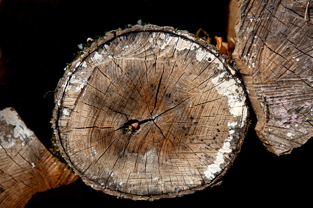 Herbst-11 - 036 - Versteck