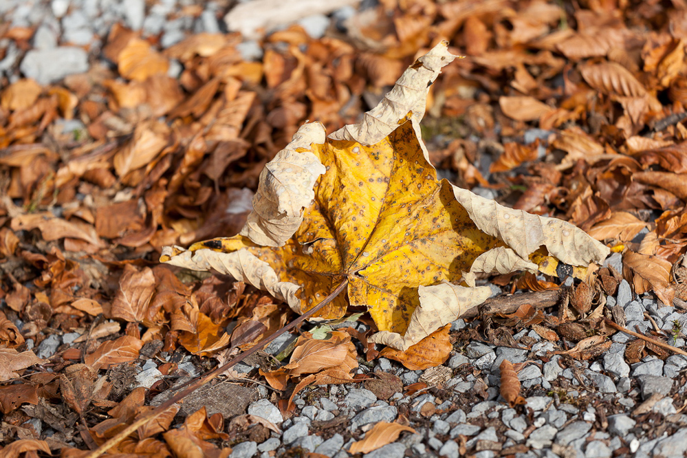 Herbst-11 - 037 - Ahornblatt