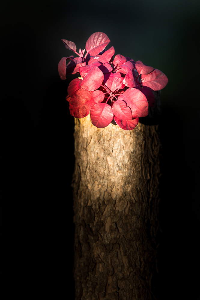 Herbst-18-013-Herbst im Garten