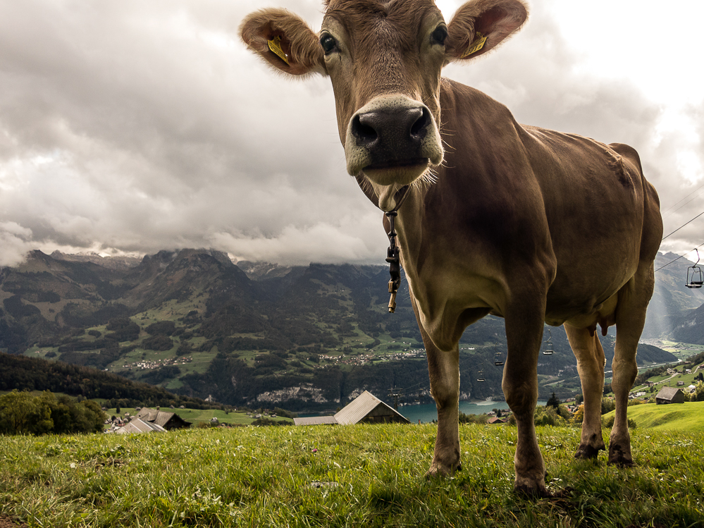 herbst19_007_Hallo