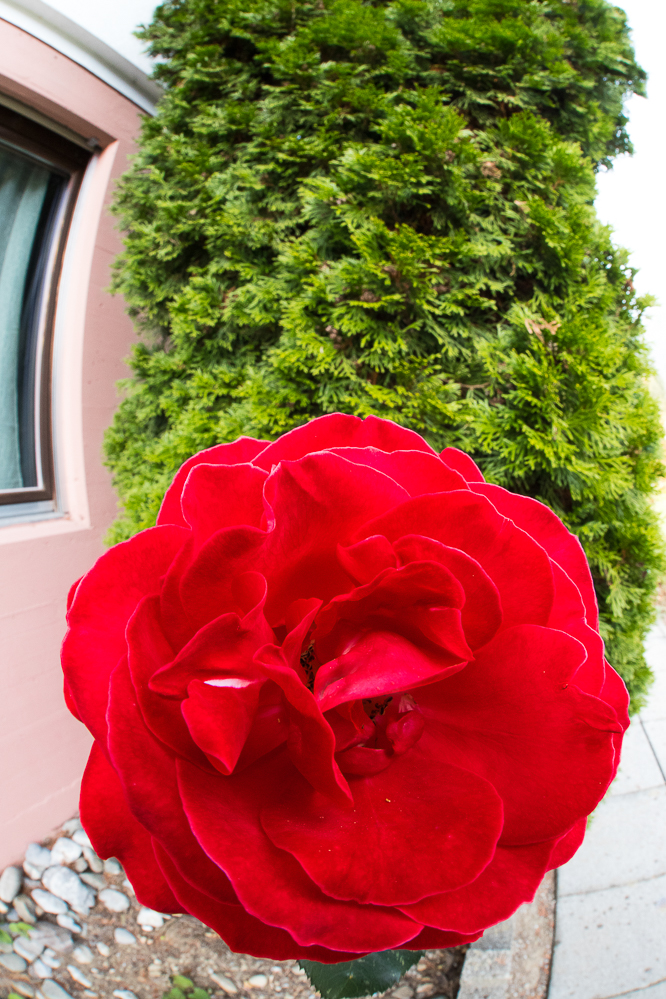 herbst19_023_Rose im Garten