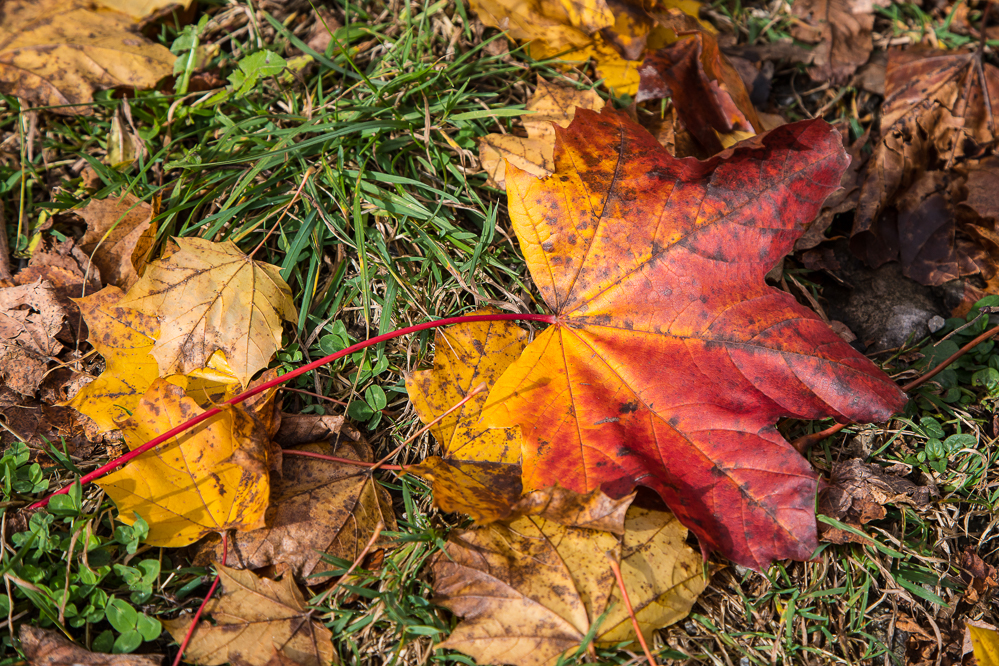 herbst19_024_Blatt