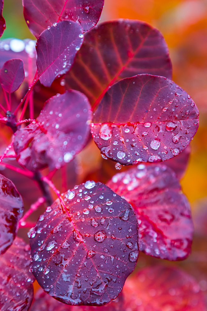 herbst19_030_Blatt