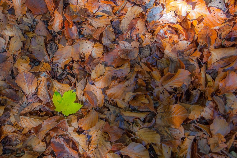 009herbst14 - Herbst