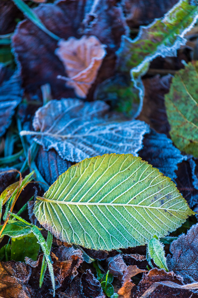 014 - Herbst 24 - Herbst