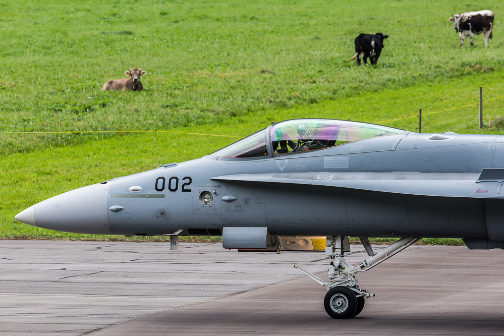 hornet_149