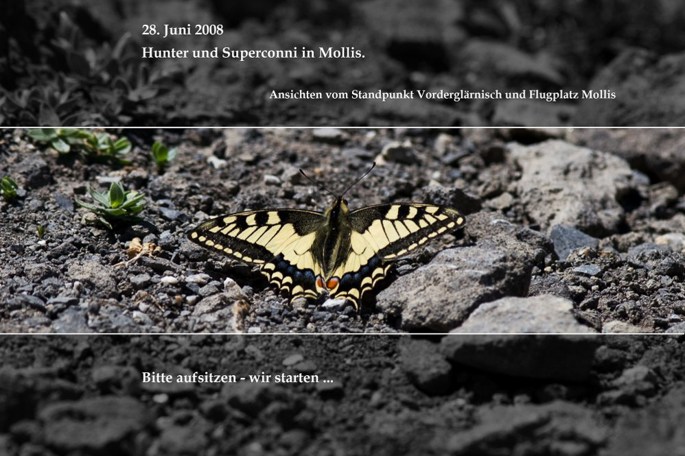 001-Mollis-©MD--Titel