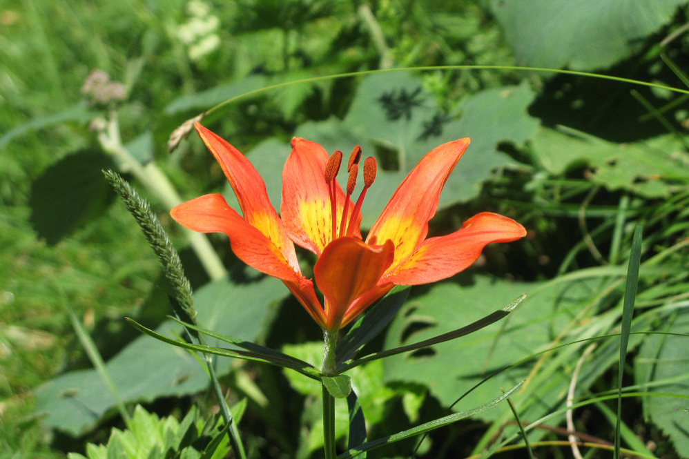 004-Mollis-©MD--Feuerlilie