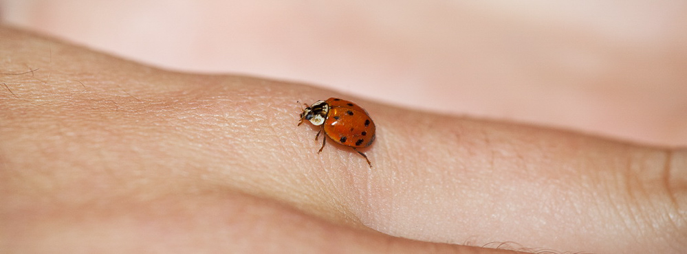 hw1112_023 - Ladybird