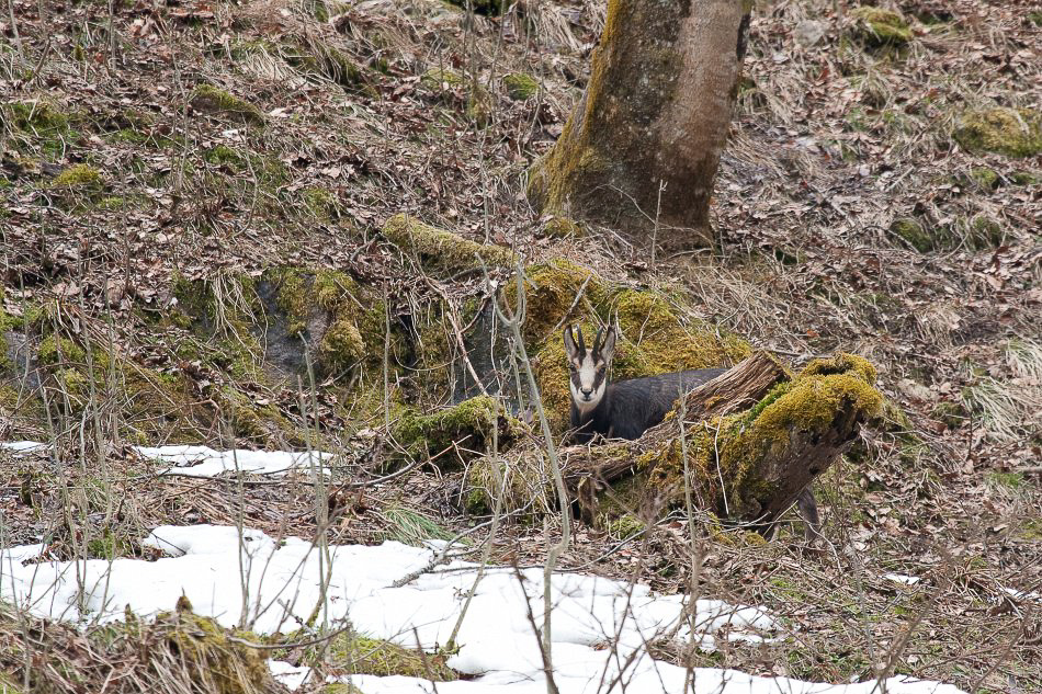im Wald - ©MD - 002 - Gämse