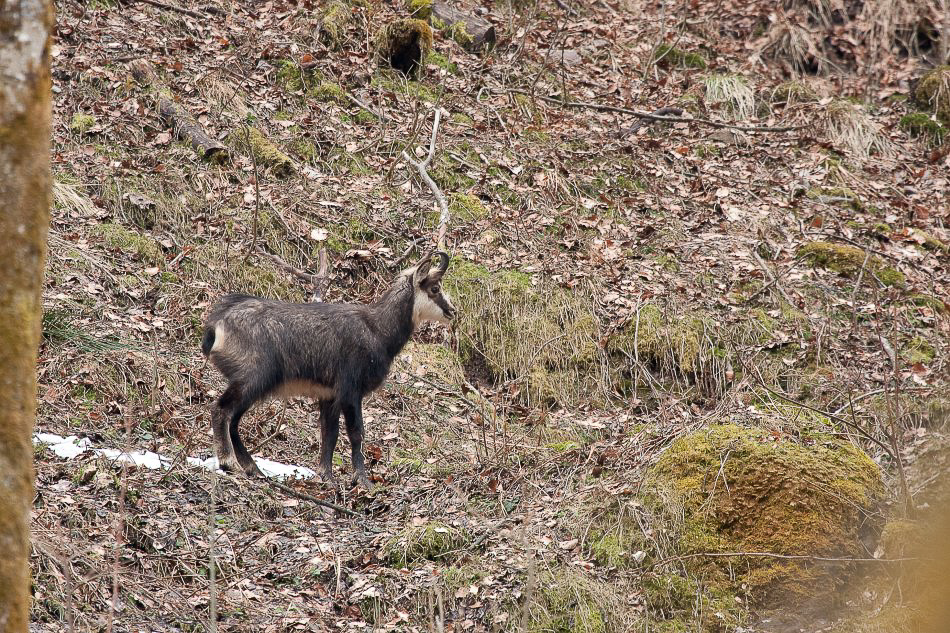 im Wald - ©MD - 003 - Gämse