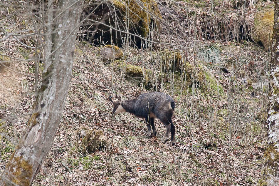im Wald - ©MD - 004 - Guten Appetit
