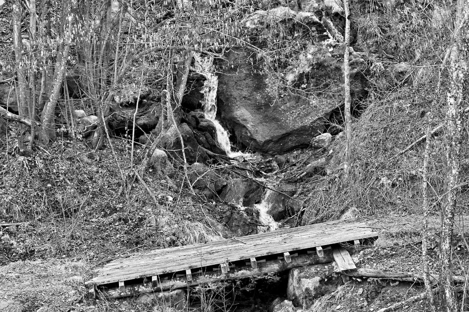im Wald - ©MD - 005 - Steg