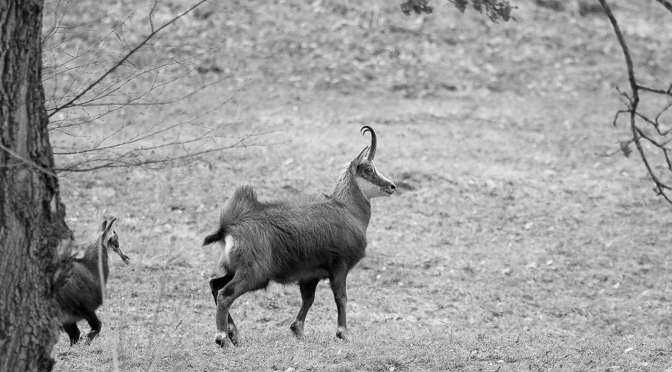 im Wald - ©MD - 010 - Nachwuchs