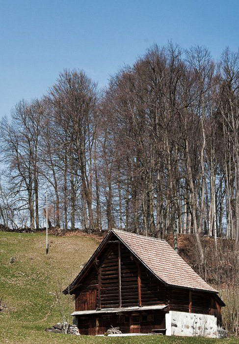 im Wald - ©MD - 011 - Eichwald