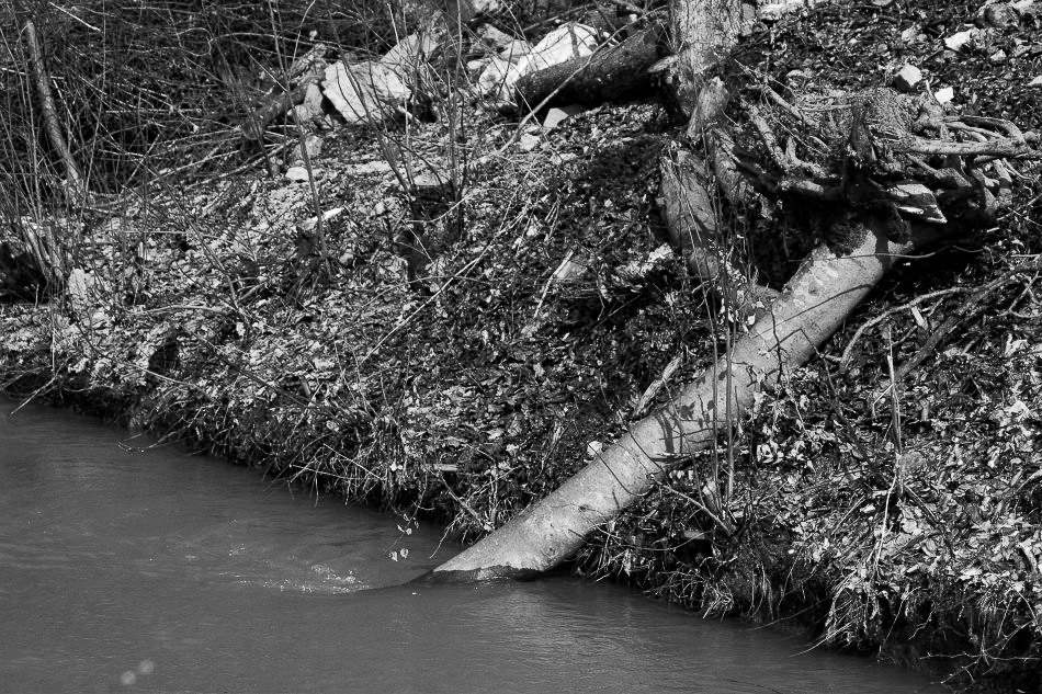 im Wald - ©MD - 018 - Durstiger Baum