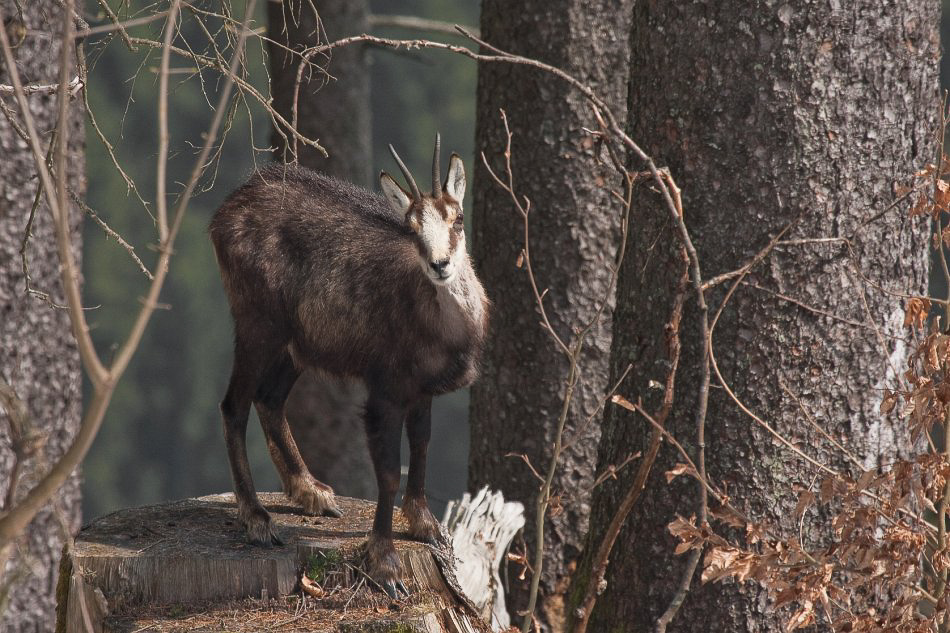 im Wald - ©MD - 021 - Fotomodell