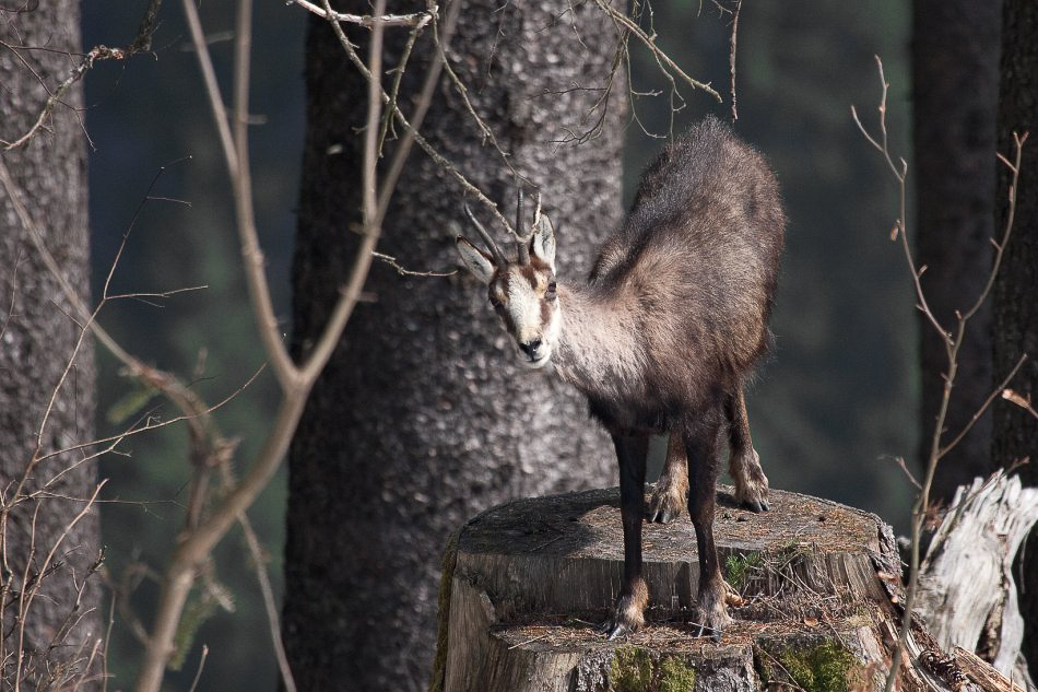 im Wald - ©MD - 022 - Fotomodell