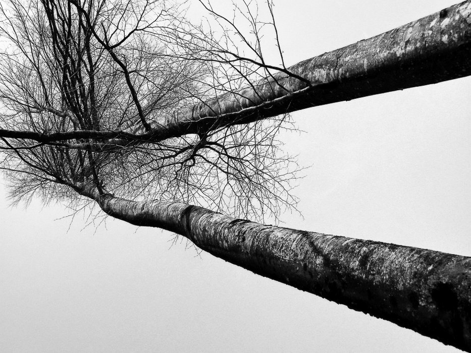 im Wald - ©MD - 027 - Baumtanz