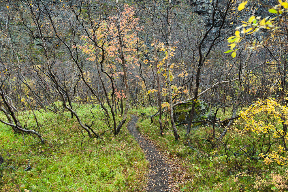 0687_island_27-09_Waldspaziergang