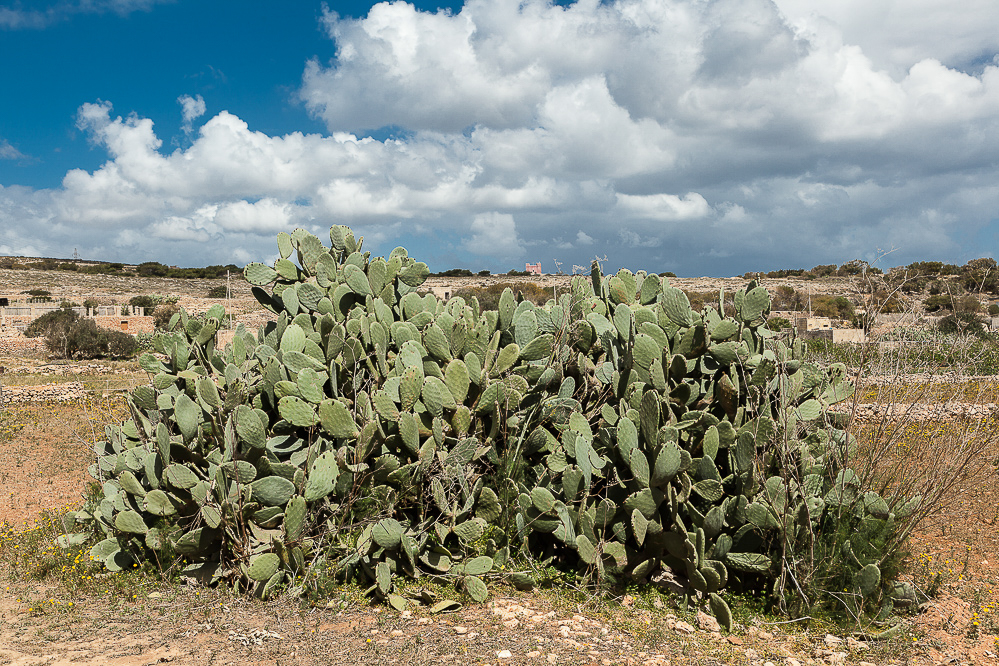 malta_017_-_Feigenkaktus