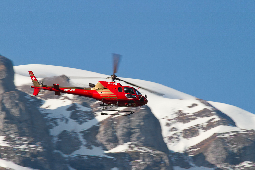 Meiringen - 015 - Eichhörnchen der BOHAG