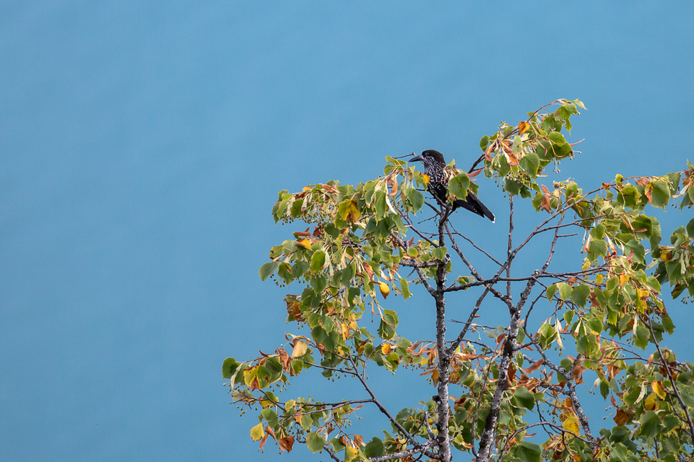 mofi_112 - Tannenhaeher