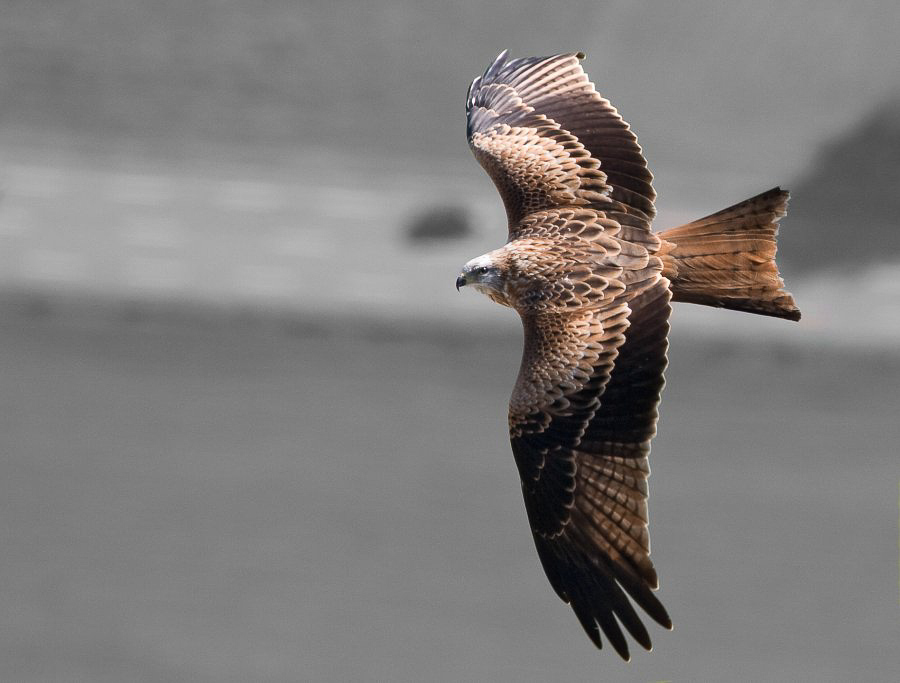 PS Mollis - ©MD - 012 - Rotmilan