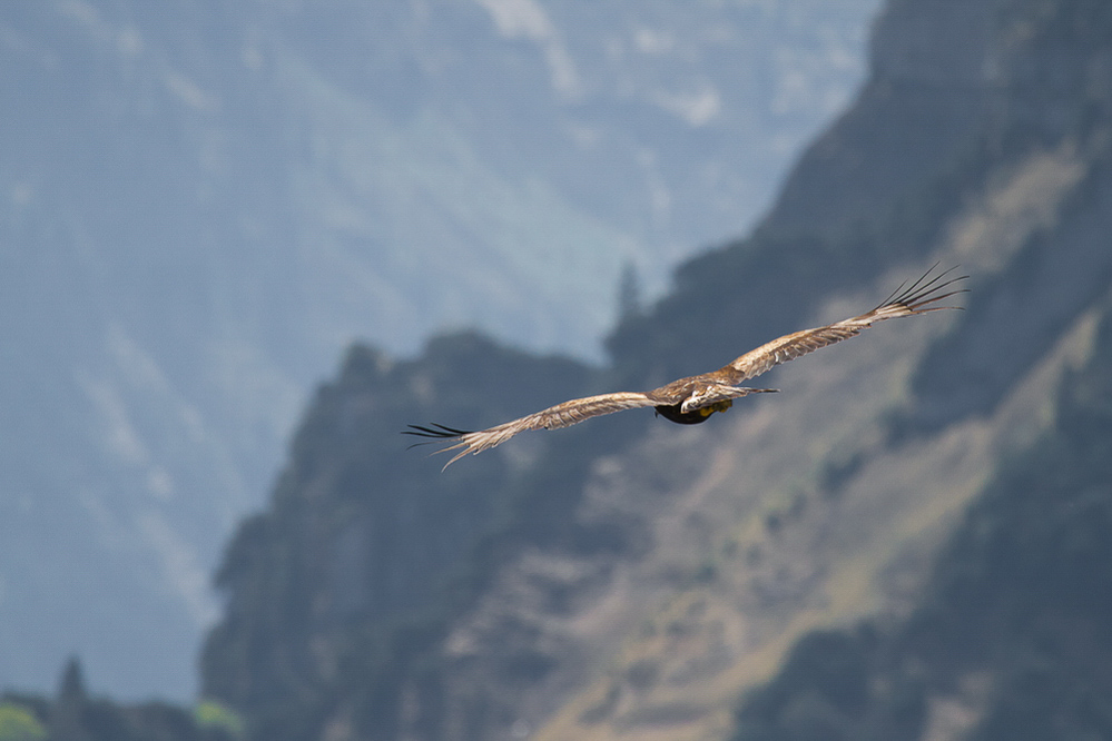Mollis - 018 - Steinadler