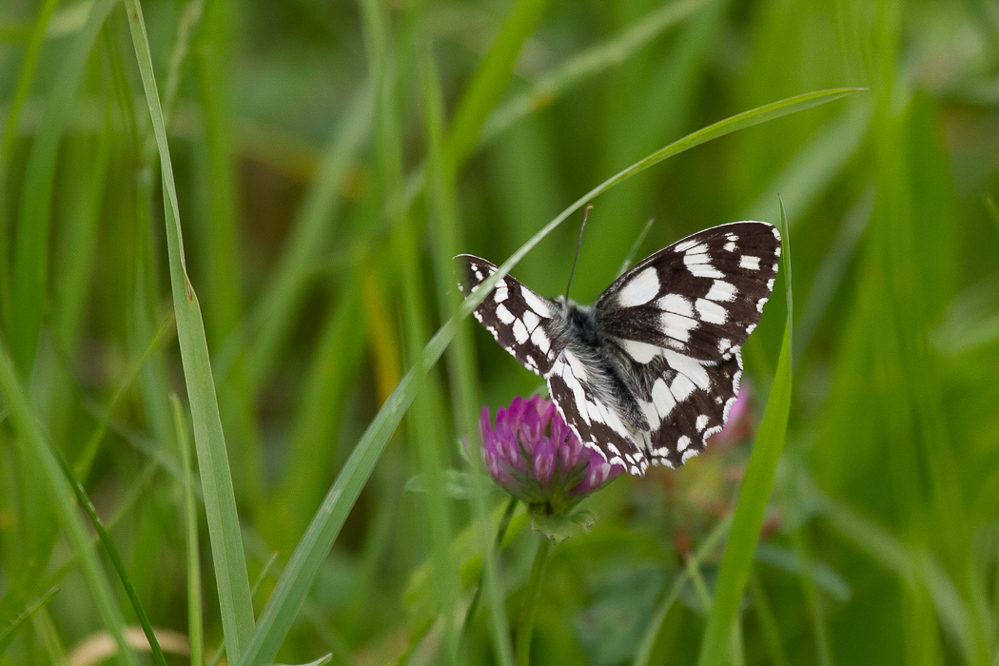 Mollis - 047 - Schmetterling