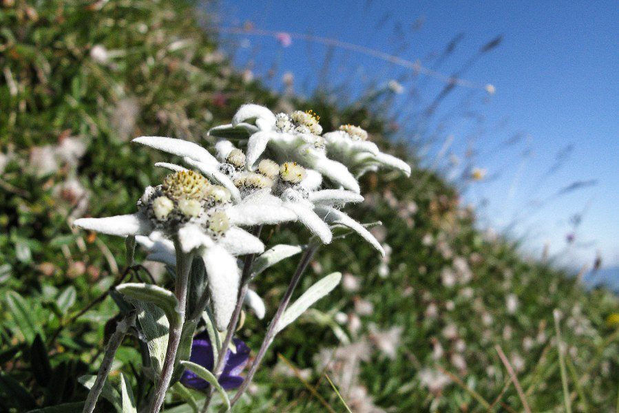 Mutteristock - 006 - Edelweiss