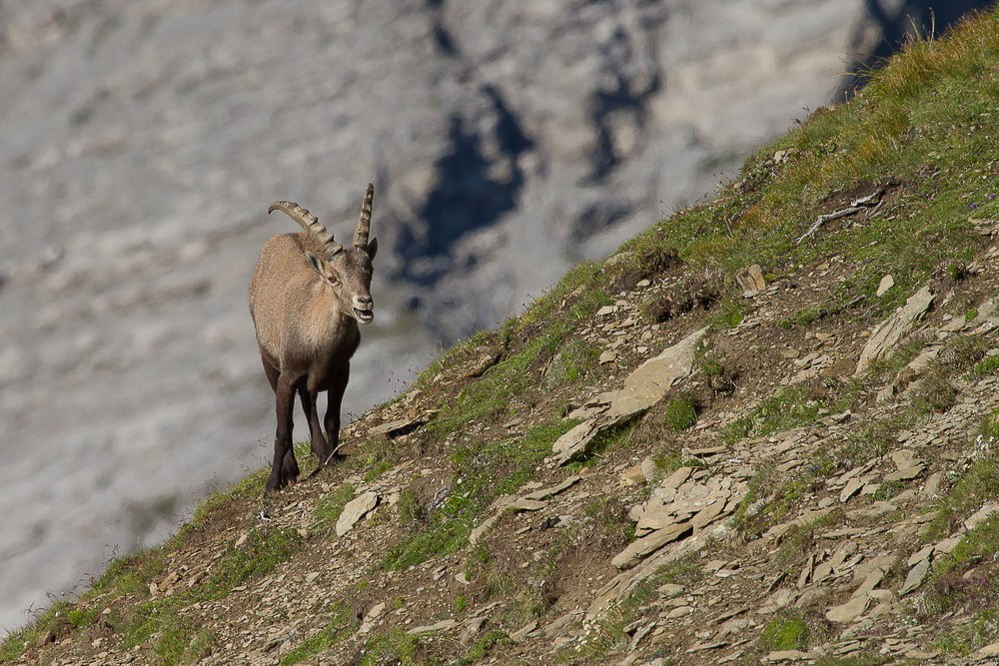 Muttsee - Kistenpass - 010