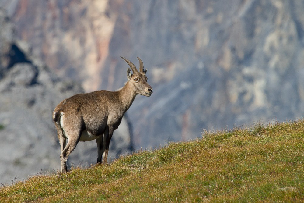 Muttsee - Kistenpass - 011