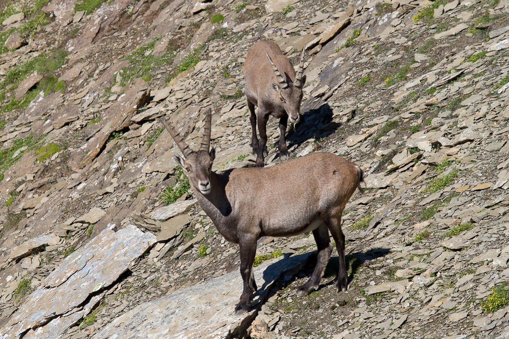 Muttsee - Kistenpass - 012