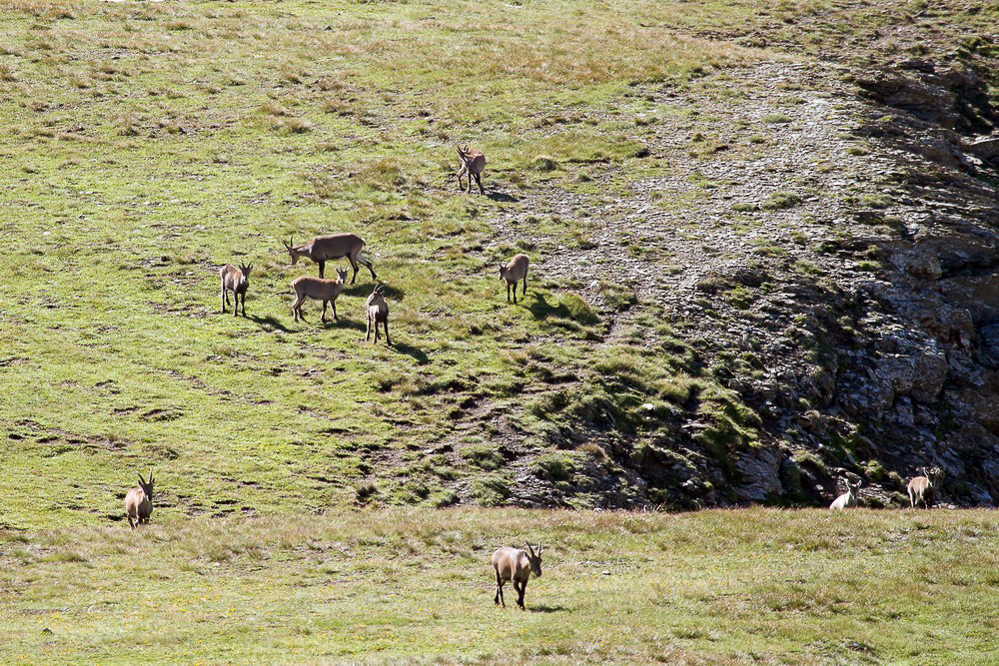 Muttsee - Kistenpass - 013