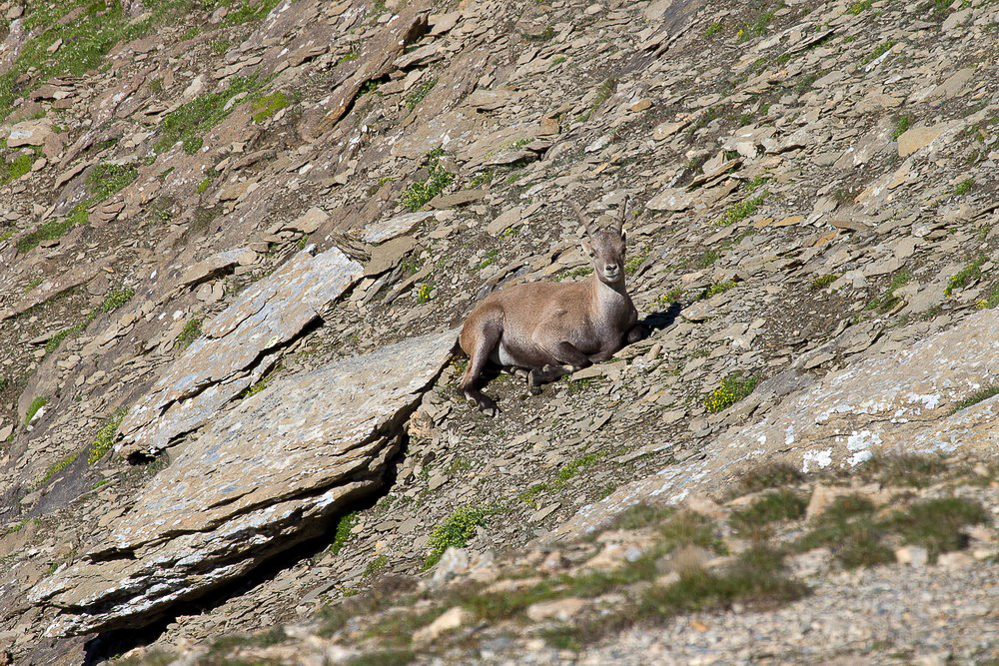 Muttsee - Kistenpass - 014