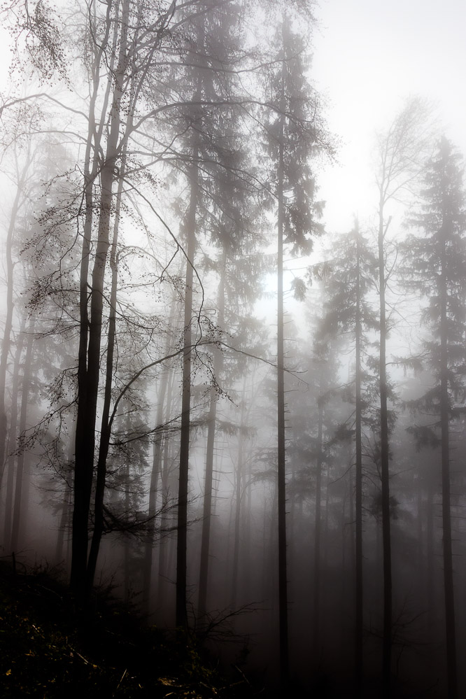 nn010 - Nebelwald
