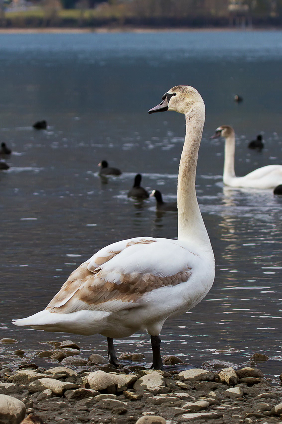 Natur - 010 - Im Gäsi