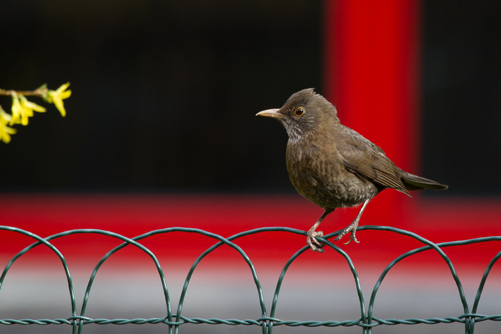 Natur - 012 - Amsel